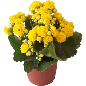 Resim Kalanşo Çiçeği | Kalanchoe Blossfeldiana x 5 ad 