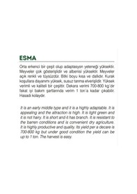 Resim Ata Tohumu Yerli Doğal Küçük Bamya 100 Adet Tohum 