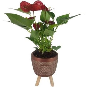 Resim Mini Antoryum Kiremit Rengi Damla Saksıda Flamingo Çiçeği 