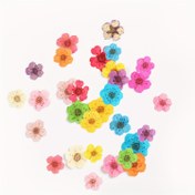 Resim 20 adet Gerçekçi Kurutulmuş Erik Çiçeği & Zambak Çiçekleri - Canlı Çok Renkli Kabartmalı Tırnak Sanatı, Takı Yapımı, Reçine El Sanatları, Tırnak Tasarımı & Ev Dekorasyonu için Bitki Örnekleri, Tırnak Sanatı Malzemeleri, Dekoratif Süslemeler, Detaylı Yaprak Tasarımı 