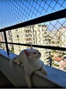 Resim 2,50 X 4 Metre Kedi Koruma Filesi Kedi Filesi Balkon Filesi 2 Mm 