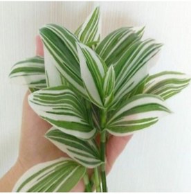 Resim Yeşil Beyaz Multi Renkli Albiflora Telgraf Çiçeği 9 Luk Saksıda 