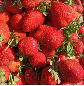 Resim 250 Adet Rubugen Çilek Fidanı Açık Kök Taze Söküm 