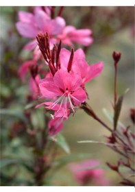 Resim Gaura Çiçeği 30 60 Cm 5 Adet Saksılı Çok Yıllık Dış Mekan Çiçeği Oenothera Lindheimeri 