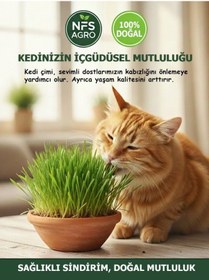 Resim Kedi Çimi Tohumu - 100 Gram Kedi Çimi Tohumu 
