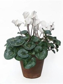 Resim Hediyelik Beyaz Renk Sıklamen Çiçeği Sevgililer Gününe Özel Kaktüs Hediyeli 