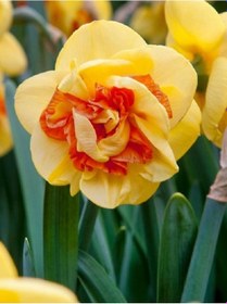 Resim İthal Nergis Soğanı Flower Drift 