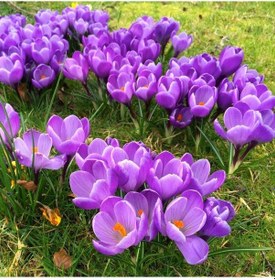 Resim GRand Maitre Eflatun Renkli Çiğdem Soğanı 5 Adet 