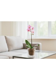 Resim Serinova Orkide Saksısı 0.7 Lt Şeffaf Orkide Saksı 