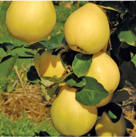 Resim Tüplü Yellow Midilli Ege 25 Ayva Fidanı 