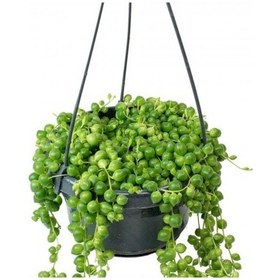 Resim Tesbih Çiçeği Bezelye Kolyesi - Askılı Saksıda 2 Adet 