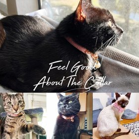 Resim Cat Collar Velvet Cat Collar with Bell 015263 - fuchsia / L 