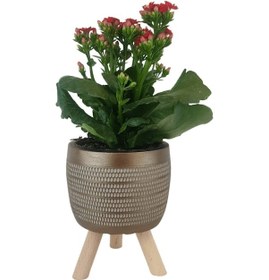 Resim Kırmızı Kalanşo Gold Damla Saksıda Kalanchoe 