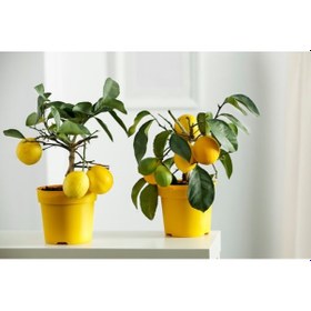 Resim Sarı Limon Saksısı 3 Adet ( 1.5 Litre ) 