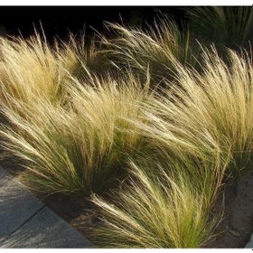 Resim At Kuyruğu Çimi Stipa 10 Adet - Otsu Yer Örtücü Bitki 