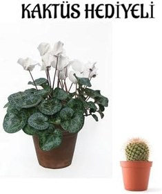 Resim Hediyelik Beyaz Renk Sıklamen Çiçeği Sevgililer Gününe Özel Kaktüs Hediyeli 