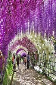 Resim Wisteria Sinensis Kokulu Çin Morsalkım Mor Salkım Fidanı 20-40 Cm, 1201000000000 