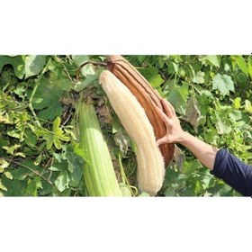 Resim Lif Kabak Tohumu Lif Kabağı Tohumu 800 Adet Tohum 