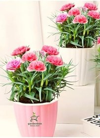 Resim Dekoratif Kokulu Salon Ofis Çiçeği Pink Dianthus 1 Adet Saksılı 15-25Cm 