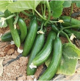 Resim Heybe Dolduran Oturak F1 Hıyar Tohumu 10 Tohum 