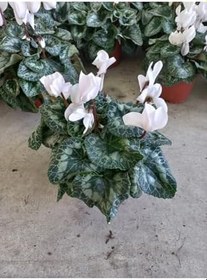 Resim Beyaz Sıklamen Çiçeği Saksıda Canlı Cyclamen, SRD1322025BYB192 