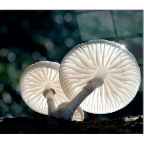 Resim Olinpa Cam Ocak Arkası Koruyucu | Mantar Desenli 