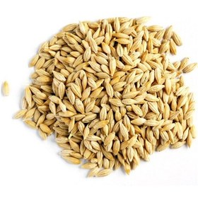 Resim Doğal Arpa 20 Kg Tavuk Güvercin Kuş Kanatlı Yemi Yemlik Tane Arpa 