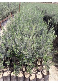 Resim Trilye Gemlik Zeytin Fidanı 2 Adet 