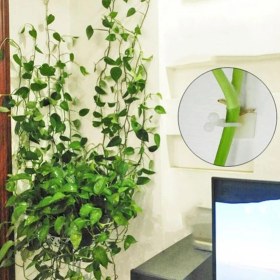 Resim Guangdong Spirit Bitki Tırmanma Tutucu Kolay Kurulum Yerden Tasarruf Sağlayan Asma Sabitleme Klipsi (Yurt Dışından) 