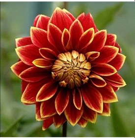 Resim Dev Çiçekli Dutch Carnaval Dahlia Yıldız Çiçeği Yumrusu (1 adet ) 