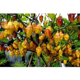 Resim 10 Adet Rare Bolivian Bumpy Biber Tohumu 