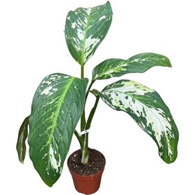 Resim Dieffenbachia 'yellow Star' Difenbahya Çiçeği 