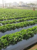 Resim 120 Cm Enli Malç Naylonu, Çilek, Marul, Karpuz Üretimi İçin Ot Engelleyici, Toprak Nem Koruyucu 