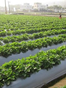 Resim 120 Cm Enli Malç Naylonu, Çilek, Marul, Karpuz Üretimi İçin Ot Engelleyici, Toprak Nem Koruyucu 