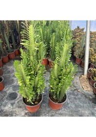 Resim Bol Dallı Büyük Boy Euphorbia Trigona Green - Afrika Yeşil Süt Ağacı Kaktüsü 