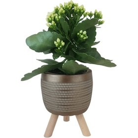 Resim Beyaz Kalanşo Gold Damla Saksıda Kalanchoe 