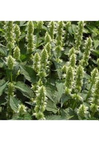 Resim Dev Meksida Beyazı Hyssop Çiçeği Tohumu 50 Tohum 