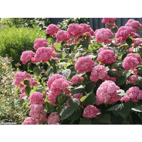 Resim Ortanca Fidanı 3 Adet - Saksılı 20-40 Cm 