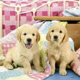 Resim Ravensburger 3x49 Parça Puzzle Puppies 080656 
