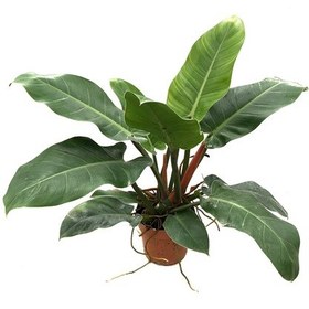 Resim Philodendron 'Imperial Green' Ø17 CM H60-70 CM 