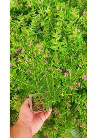 Resim KUFEYA CENNET ÇİÇEĞİ 10 ADET 