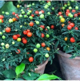 Resim Saksılık Fat Tomato Pepper Tohumu 5 Tohum 