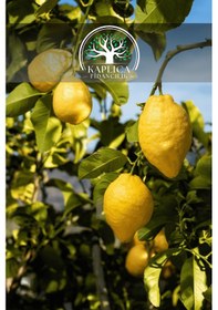Resim 5 Adet - Tüplü Yediveren Aşılı Limon Ağacı Fidanı 3 Yaş 