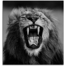 Resim Aslan Kükremesi Tablo -629 - 100x140 