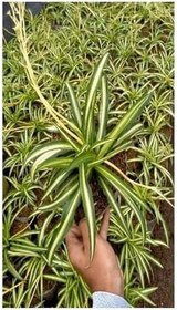Resim Yeşil Kurdele Çiçeği Chlorophytum Comosum İç Mekan Çiçeği 20-30Cm, SRD04022025BYB1128 