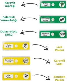 Resim Temel 12 Li Hazır Mikroskop Slayt Seti, Eğitici Biyolojik Örnek Slaytlar 