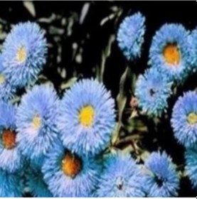 Resim Clear Blue Erigeron Çiçeği Tohumu 50 Tohum 