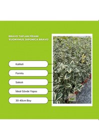 Resim 10 Adet Brovo Taflan Fidanı Paketi 'euonymus Japonica ' 