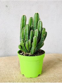 Resim SUKULENTİSTANBUL Cereus Peruvianus -florida-radrasyon Emici Kaktüs 