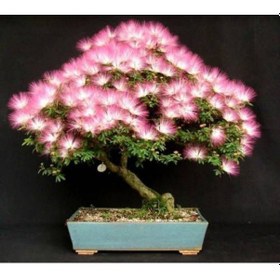 Resim Bodur Bonsai Gülibrişim Ağacı Tohumu 5 Tohum+ Tohum 